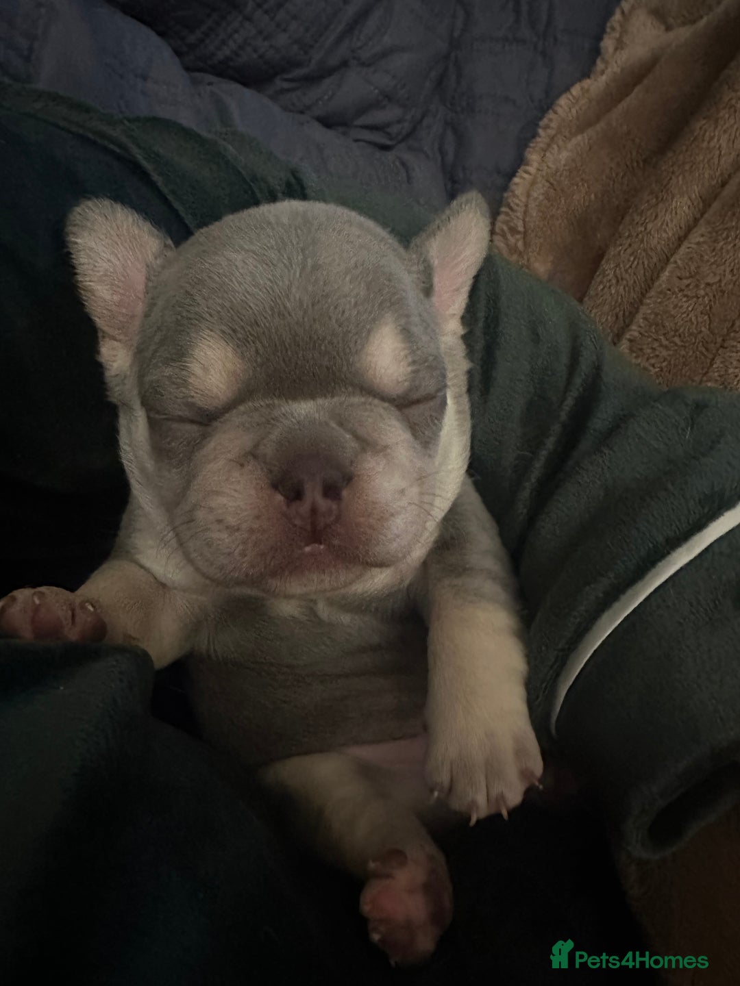 French Bulldog dogs for sale: French Bulldog Puppies  - Advert 9