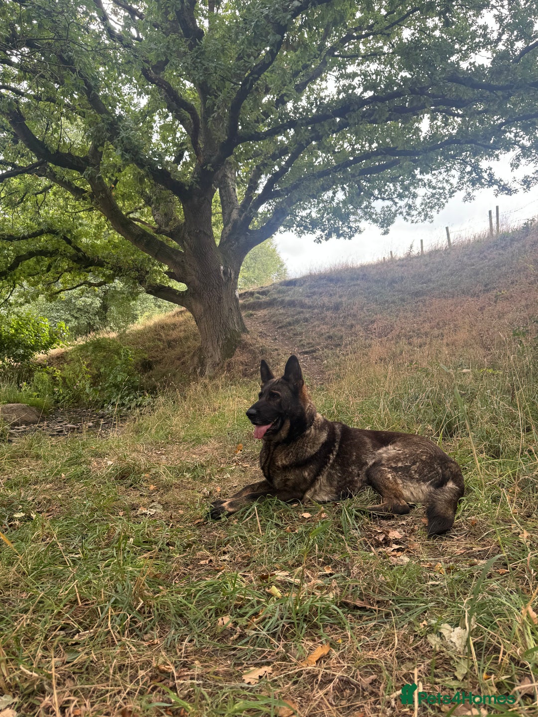 Mixed Breed dogs for sale: Gorgeous GSD X Belgian Malinois Pups Available - Advert 10