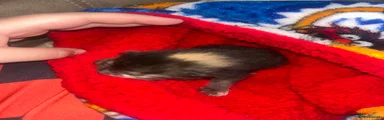 Mixed Breed Kitten 1