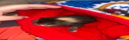 Mixed Breed cats for sale: 4 beautiful kittens  - Advert 5