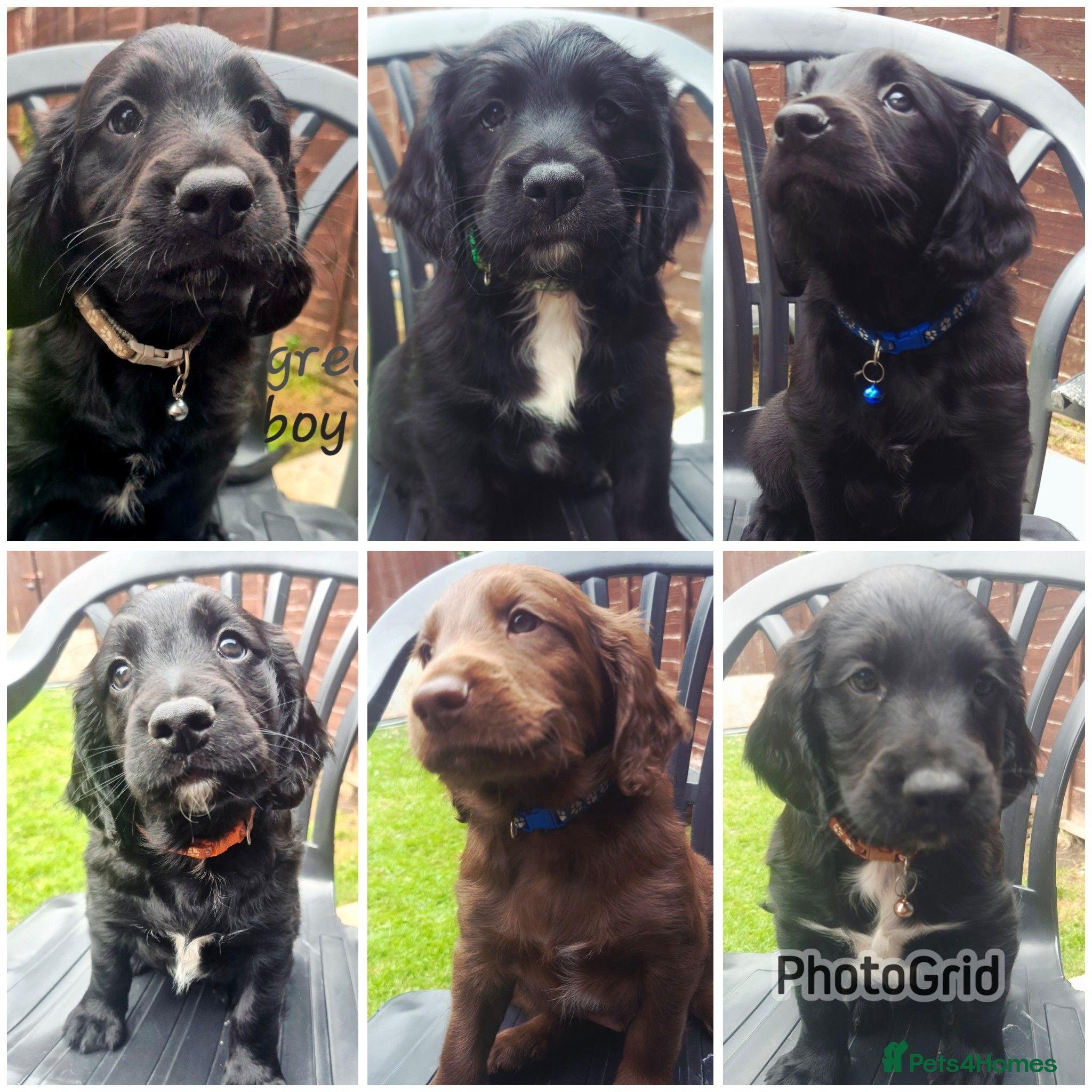 Sprocker dogs Sprocker Puppies READY NOW ✨️ - Advert 1