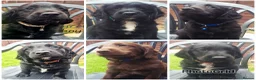Sprocker dogs for sale: Sprocker Puppies READY NOW ✨️ - Advert 2