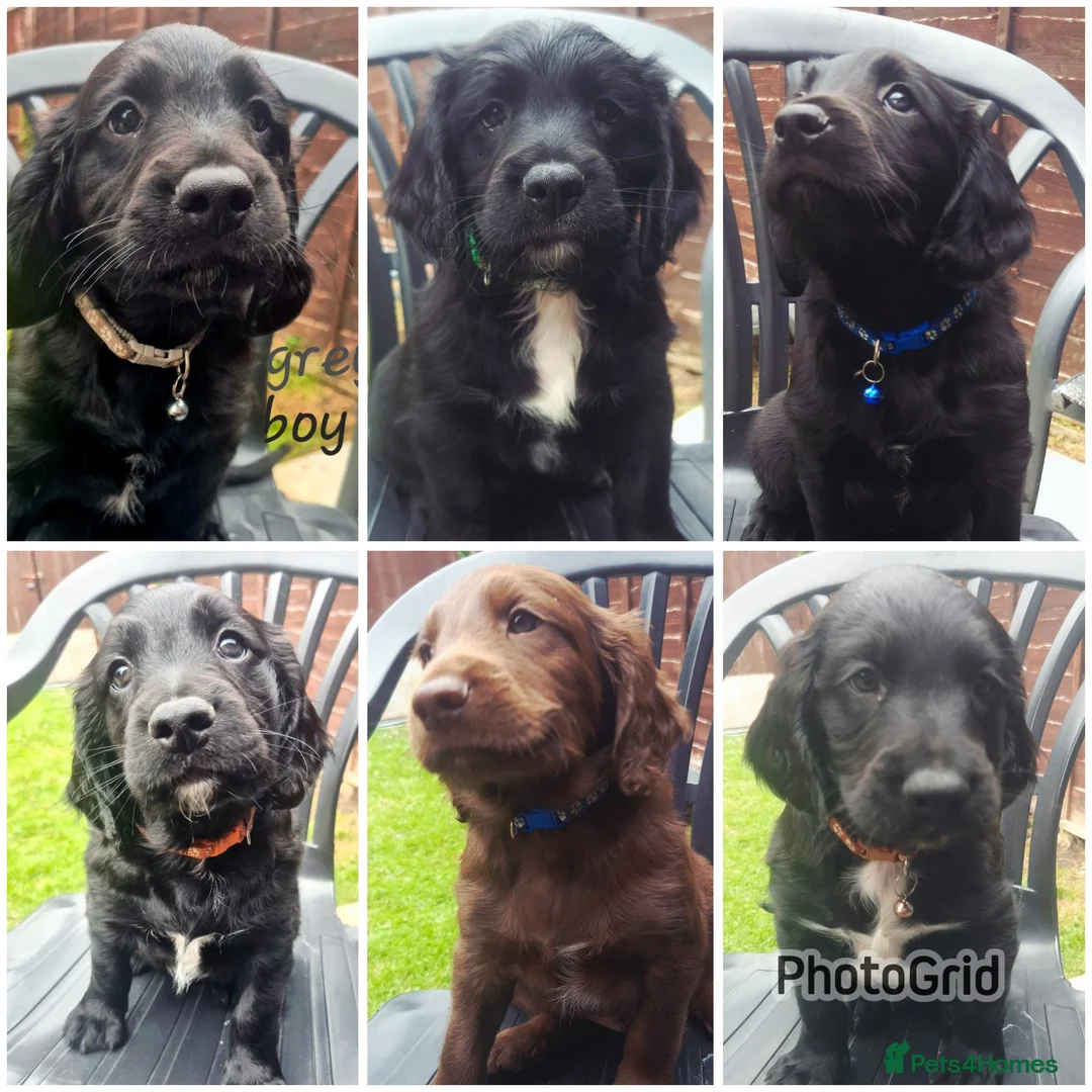 Sprocker dogs for sale: Sprocker Puppies READY NOW ✨️ - Advert 2