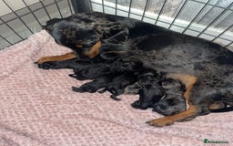 Doxiepoo dogs for sale: Doxipoo puppies READY NOW - Image 2