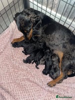 Doxiepoo dogs Doxipoo puppies READY NOW - Advert 6