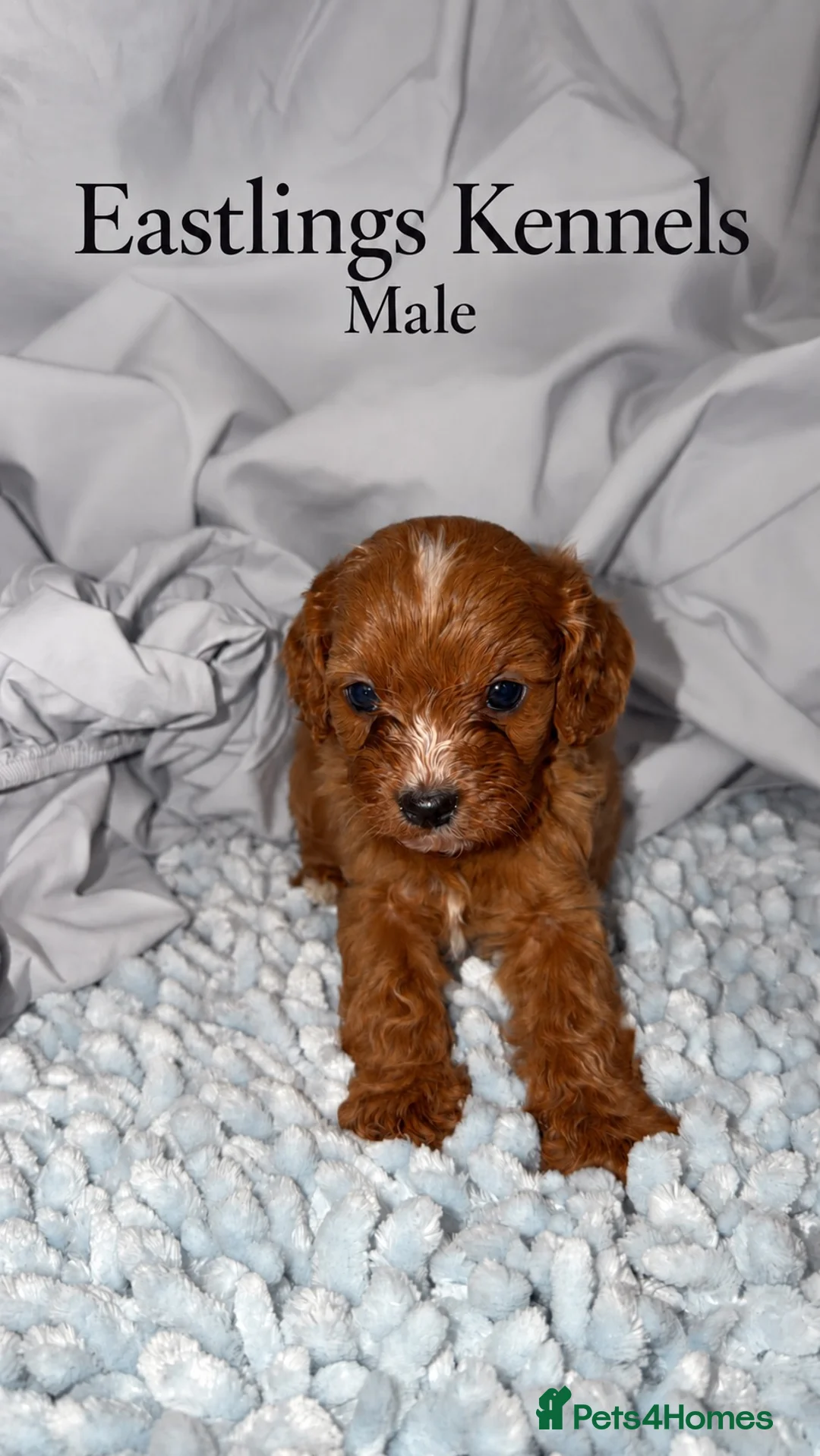 Cavapoo dogs for sale: F1 Cavapoo babies  - Advert 5