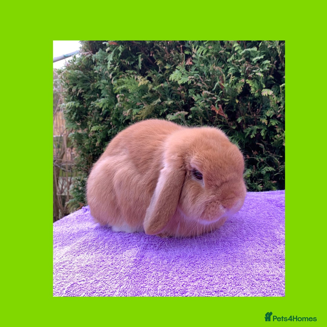 Mini Lop rabbits for sale: Gorgeous purebred neutered mini lop boy - Advert 2