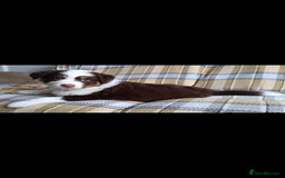 Australian Shepherd dogs for sale: Australian Shepherd puppies looking for new home in Peterborough - Image 21
