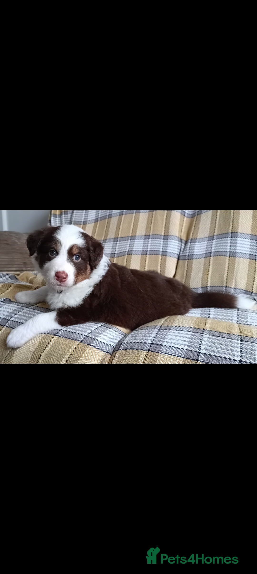 Australian Shepherd dogs for sale: Australian Shepherd puppies looking for new home in Peterborough - Image 21