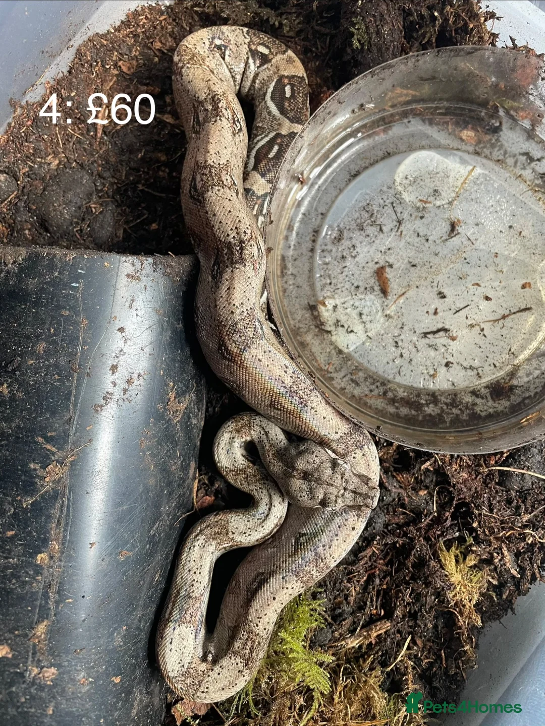 Boa Snake reptiles for sale: Baby boa constrictors various morphs - Advert 2