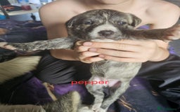 Mixed Breed dogs for sale: PEBBLES LEFTGerman shepherd cross puppies - Image 14