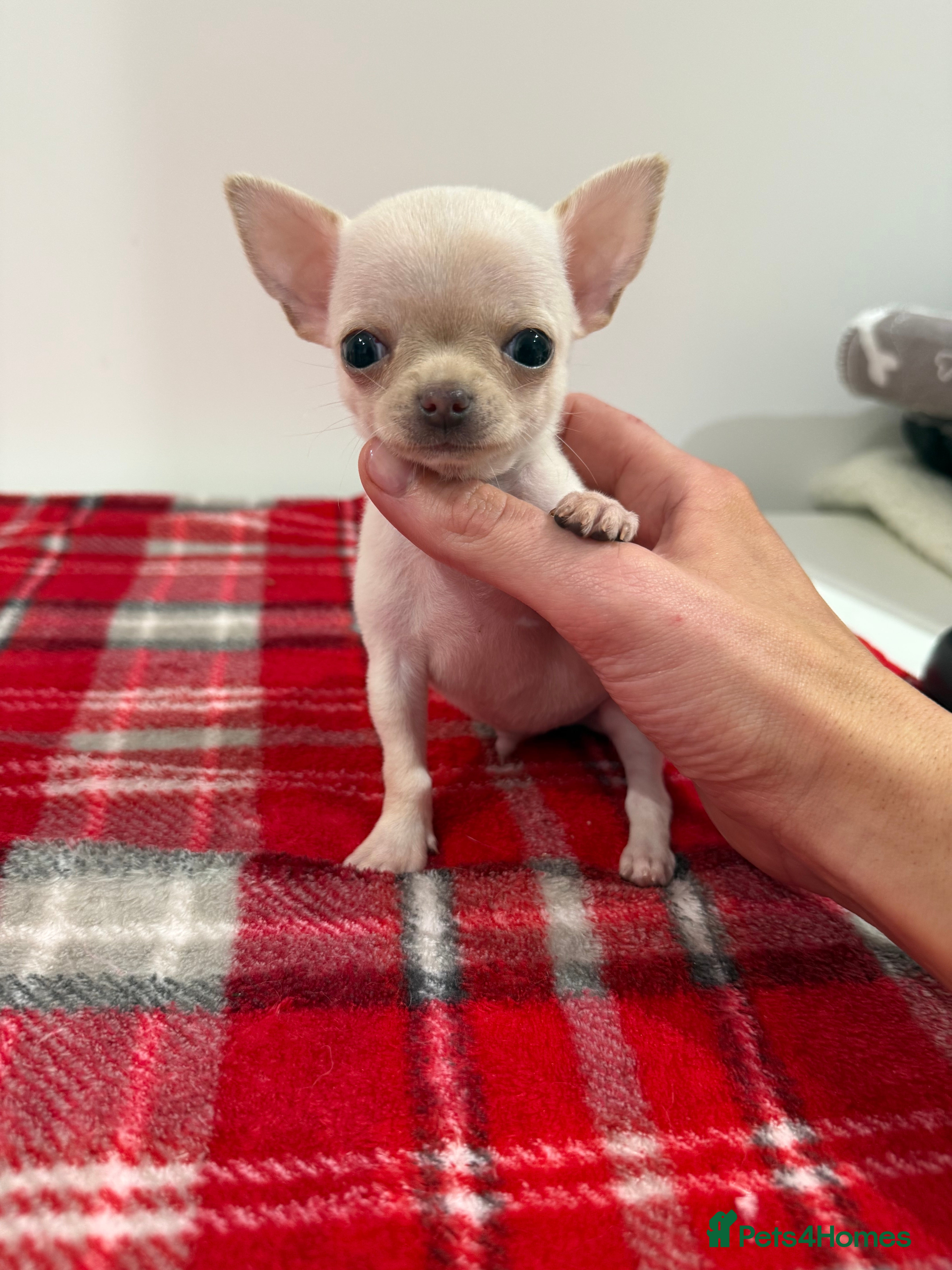 Chihuahua dogs Last boy available!  - Advert 4