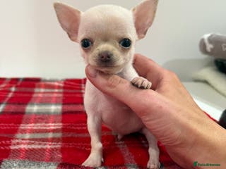 Chihuahua dogs Last boy available! - Advert 5