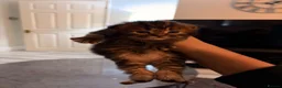 Mixed Breed cats for sale: Kittens for sale  - Advert 4