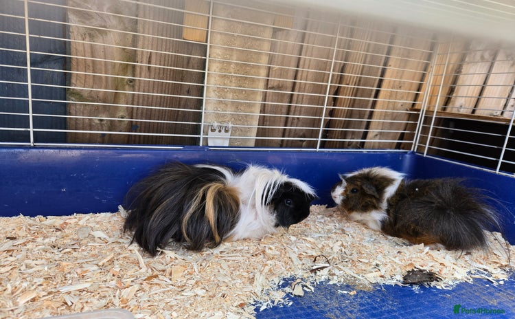 Guinea Pig rodents - Advert 1