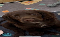 Cocker Spaniel dogs for sale: 🏆 KC Reg Working Cocker Spaniels – FTCH Line 🐾 - Image 27