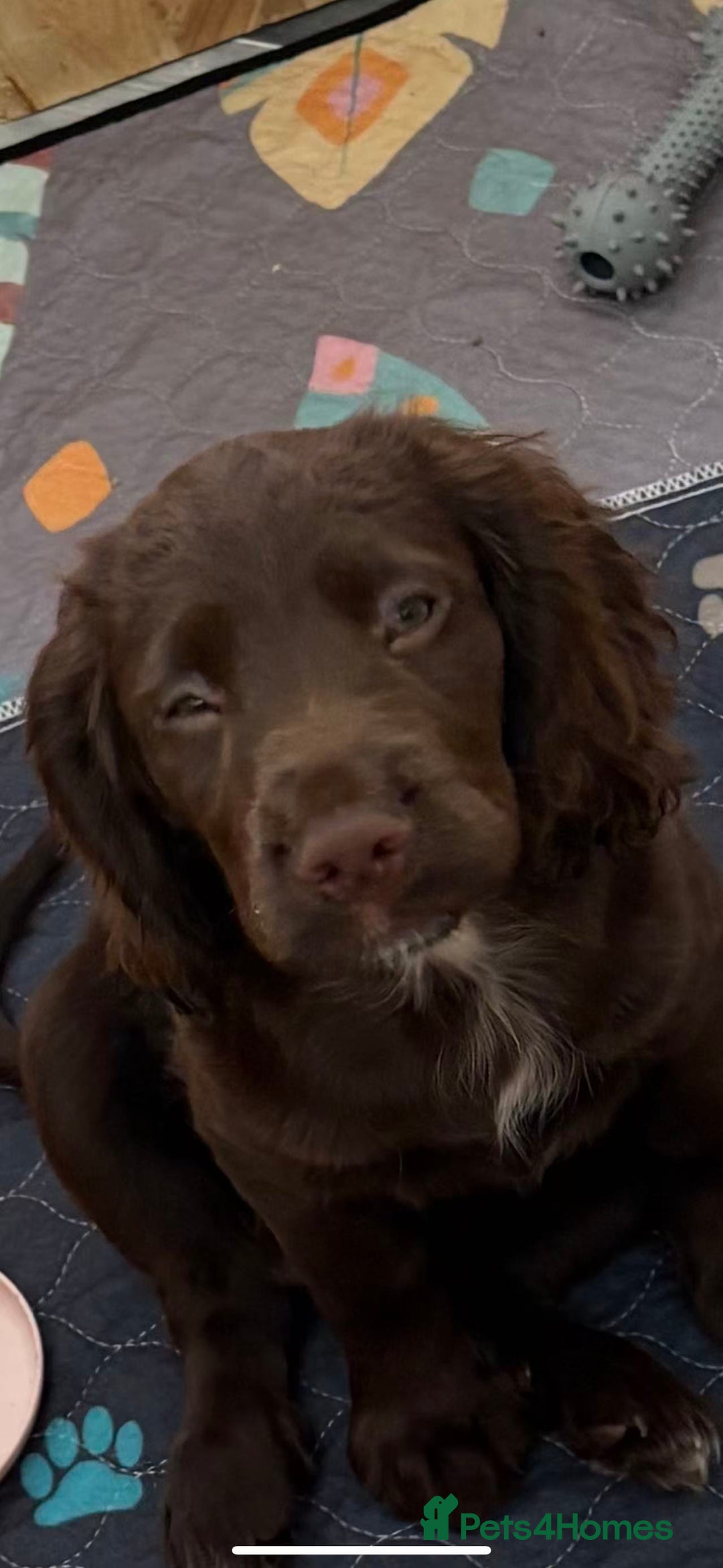 Cocker Spaniel dogs for sale: 🏆 KC Reg Working Cocker Spaniels – FTCH Line 🐾 - Image 27
