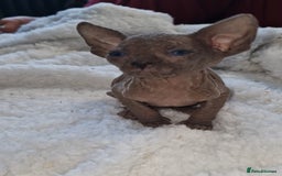 Sphynx cats for sale: Beautiful Canadian Sphynx kittens purebreed  - Image 29
