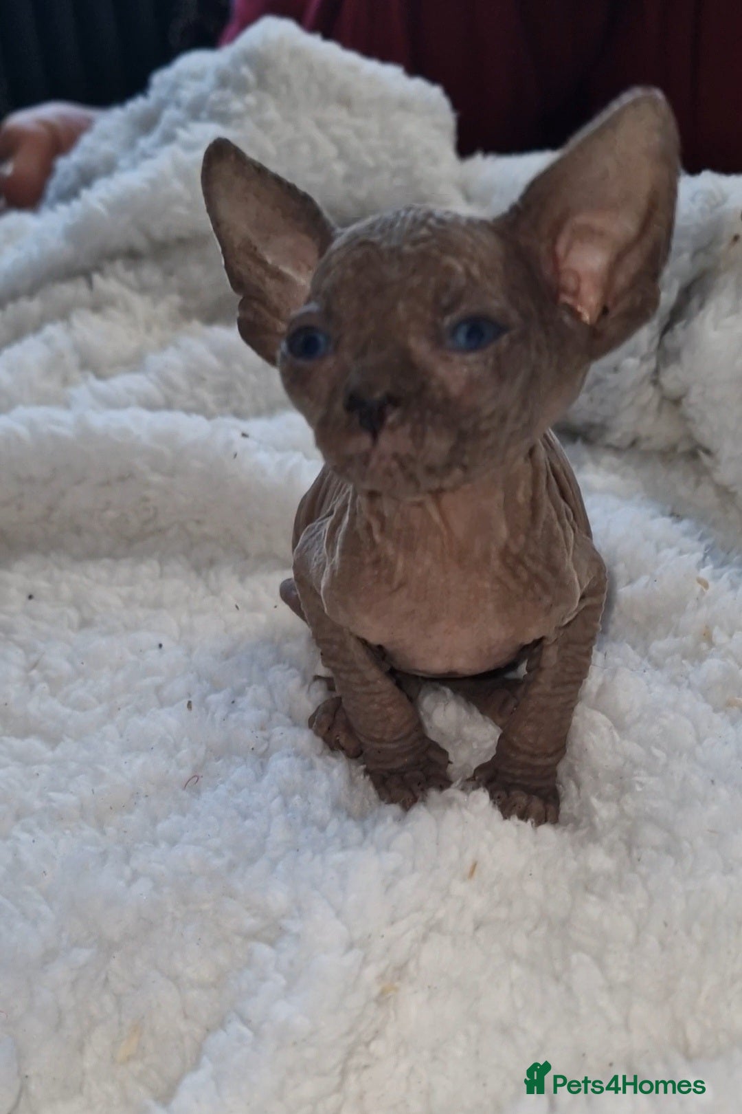 Sphynx cats for sale: Beautiful Canadian Sphynx kittens purebreed  - Image 29