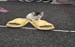 British Shorthair cats for sale: Adorable Kittens Looking for a Loving Home - Image 10