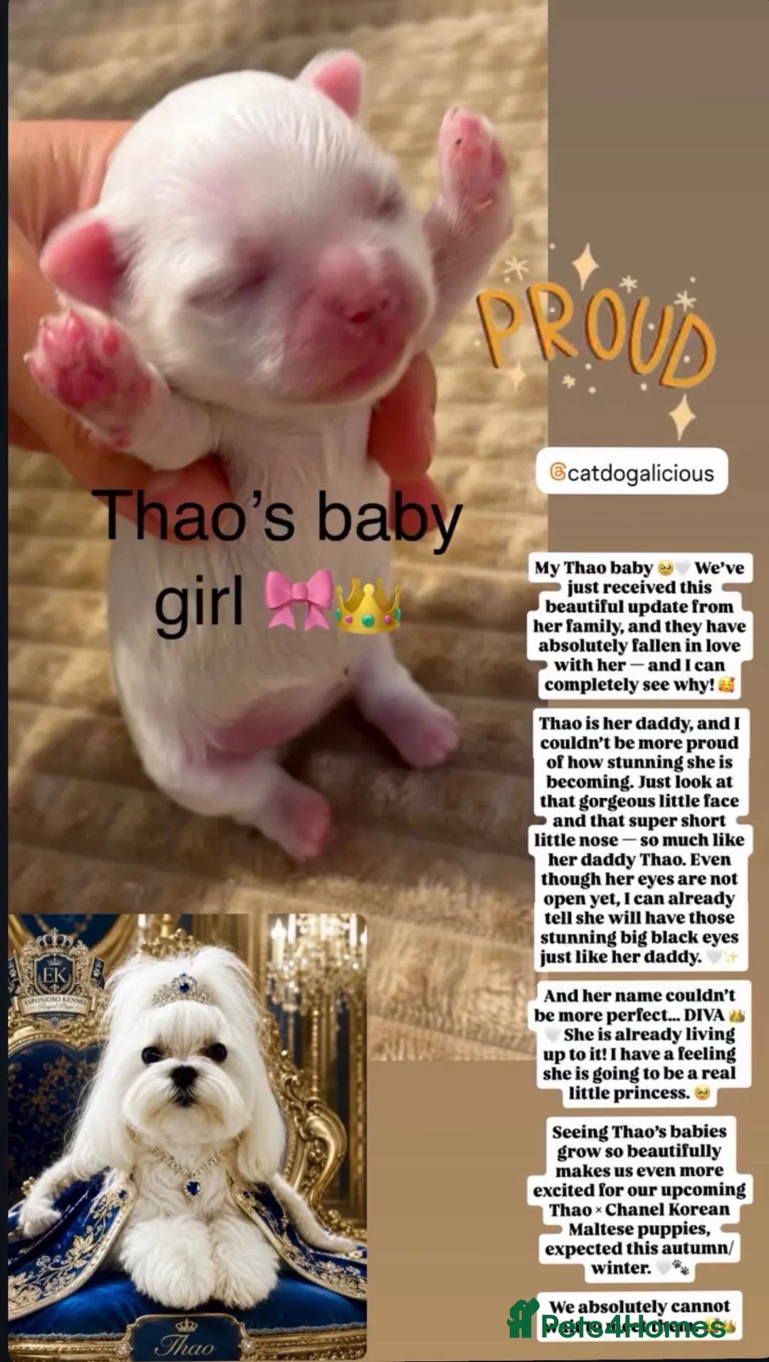 Maltese dogs for stud: 👑Exquisite KC Korean Maltese Stud DNA Clear👑 - Advert 2