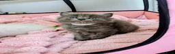 Ragdoll cats for sale: 4 beautiful Ragdoll Turkish Van kittens - Advert 10