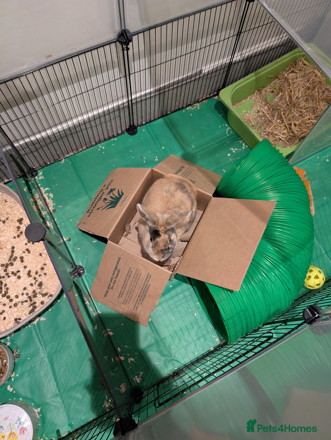 Mixed Breed rabbits for sale: Toffee - Advert 7