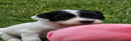 English Springer Spaniel dogs for sale: English Springer Spanel (KC Reg, Vet tail dock)  - Advert 1