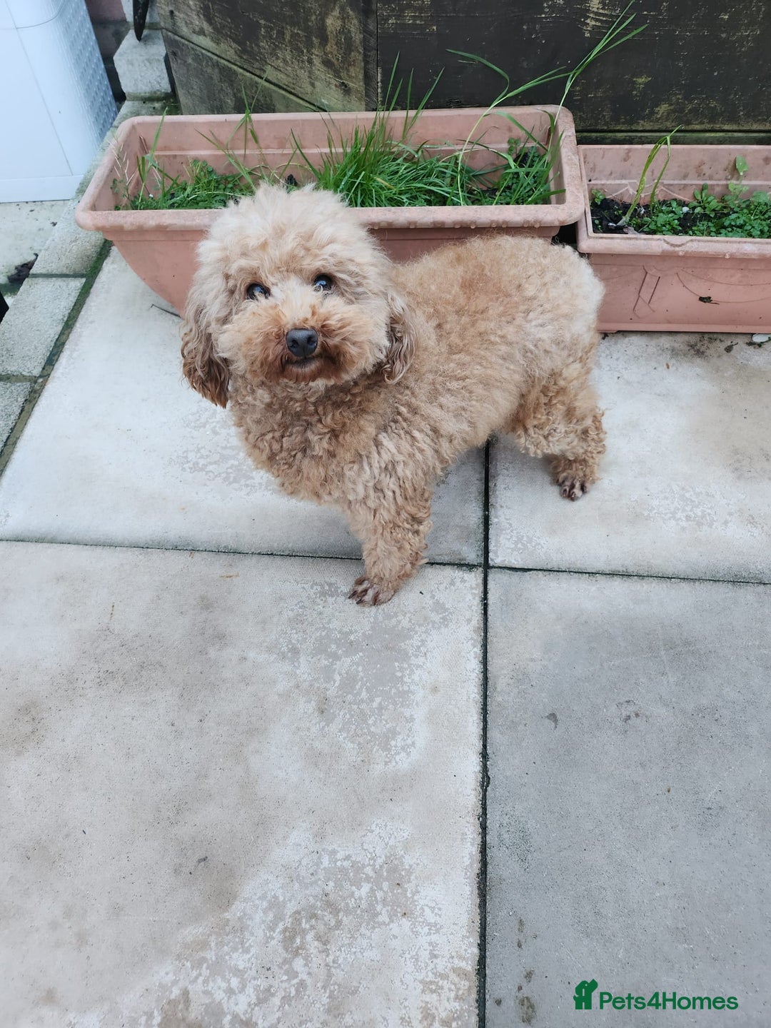 Toy Poodle dogs for sale: KC 6 yrs old Toy poodle girl - Advert 13