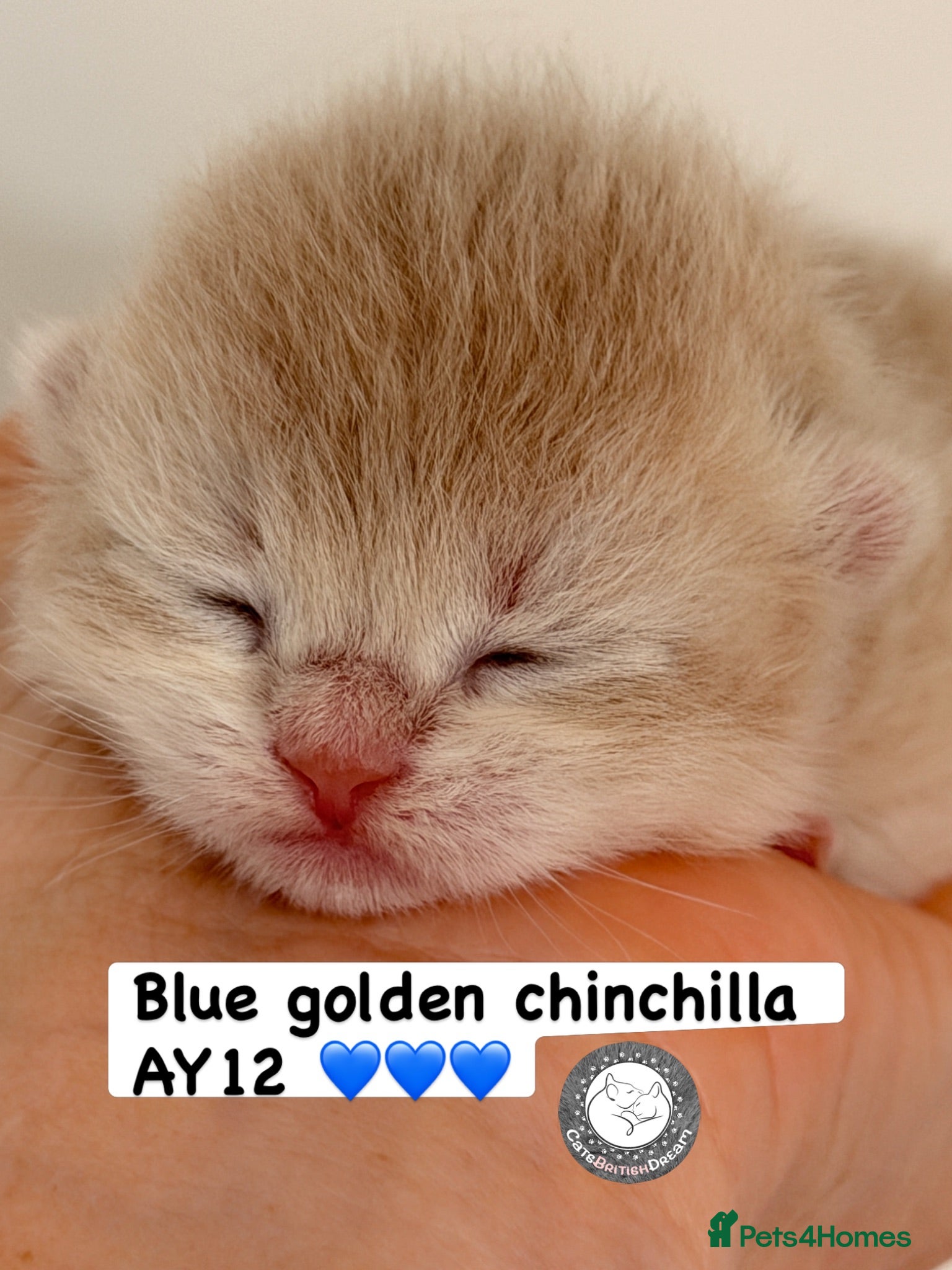 British Shorthair cats BSH Golden kittens Ecx show quality, Tica reg  - Advert 2
