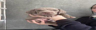 Weimaraner Puppy 1