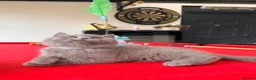 British Shorthair cats for sale: 2 BOYS AVAILABLE - GCCF BSH Kittens - Advert 9