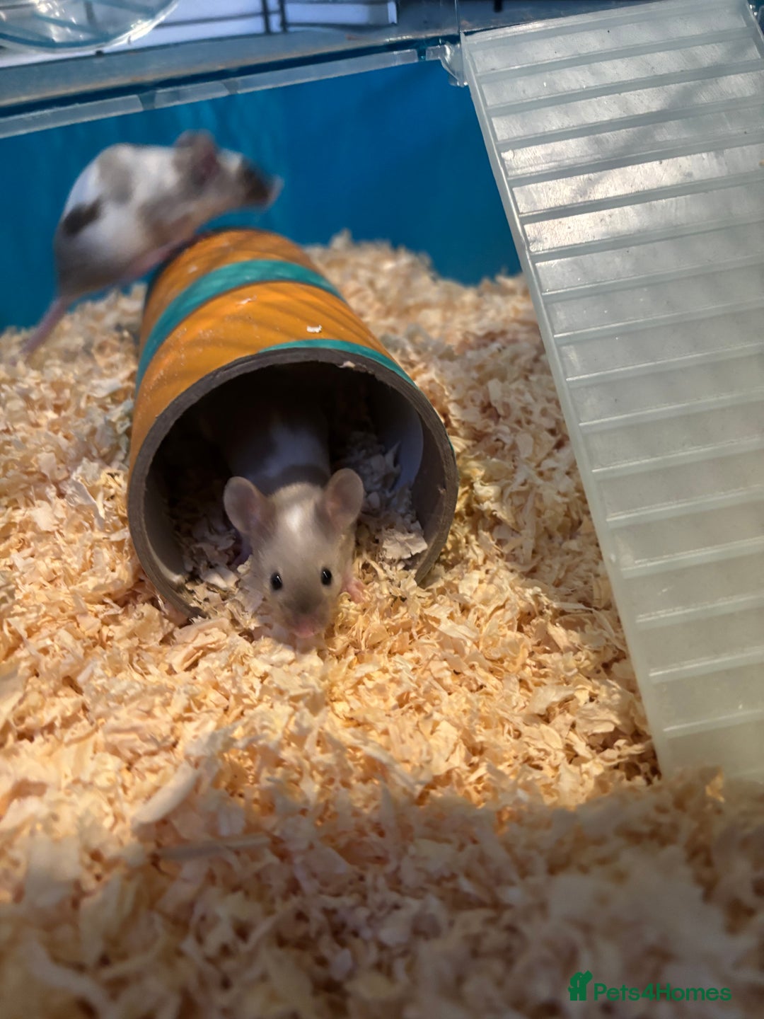 Mouse rodents for sale: Two Female Mice and Cage  - Advert 1