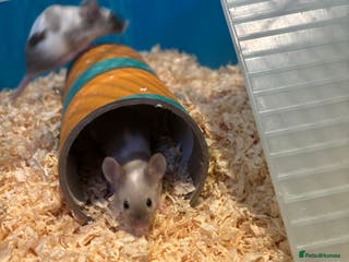 Mouse rodents Two Female Mice and Cage - Advert 1