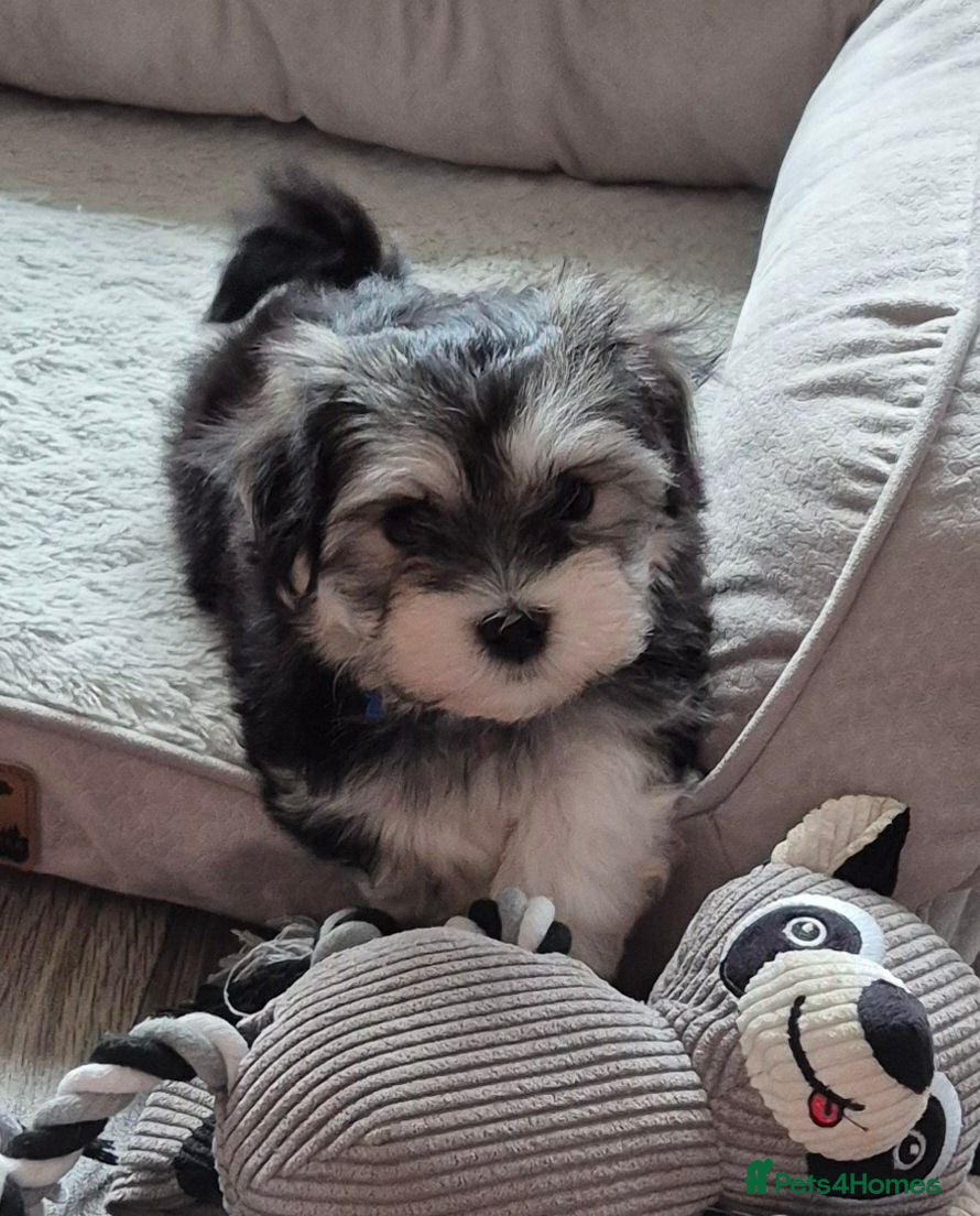 Maltese dogs Maltese/Havanese Puppies  - Advert 1