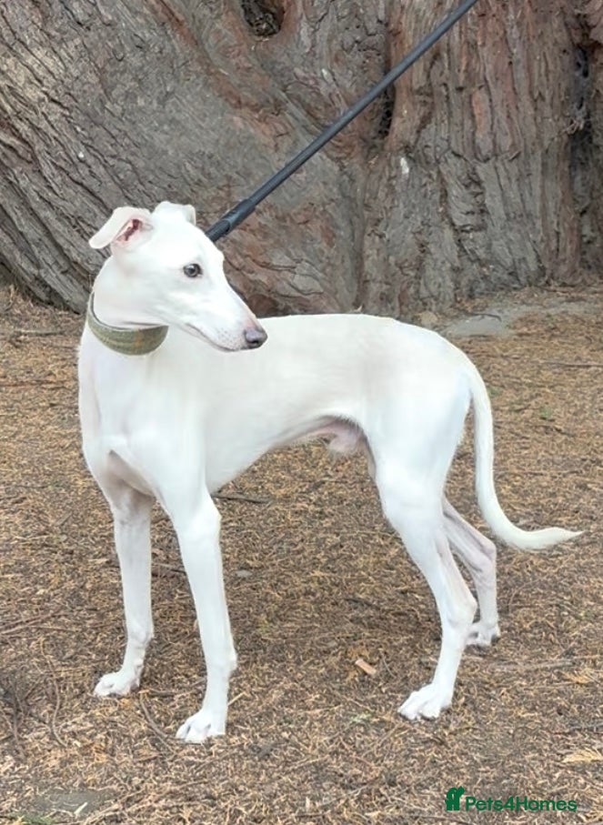 Italian Greyhound dogs MR RALPH AT STUD ( HEALTH TESTED ) - Advert 18