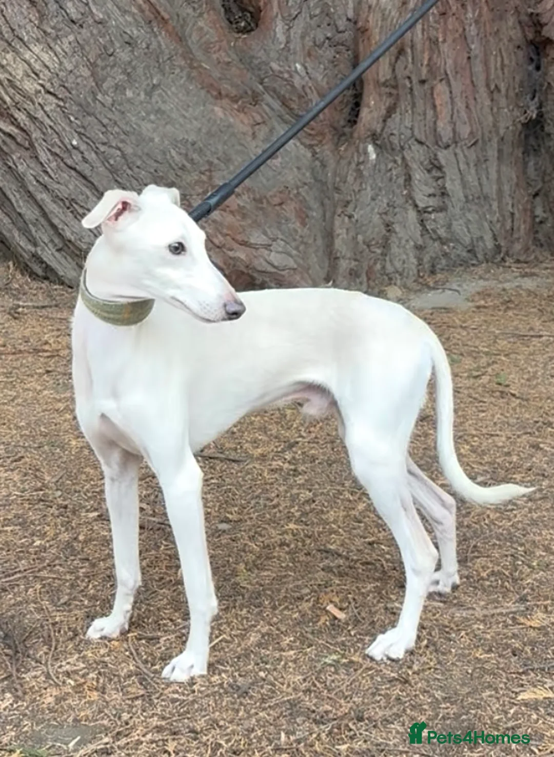 Italian Greyhound dogs for stud: MR RALPH AT STUD ( HEALTH TESTED ) - Advert 2