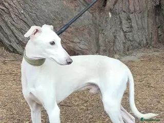 Italian Greyhound dogs MR RALPH AT STUD ( HEALTH TESTED ) - Advert 18