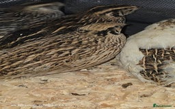 Quail poultry for sale: 🌟 Adult Quails for Sale! 🌟 - Image 2