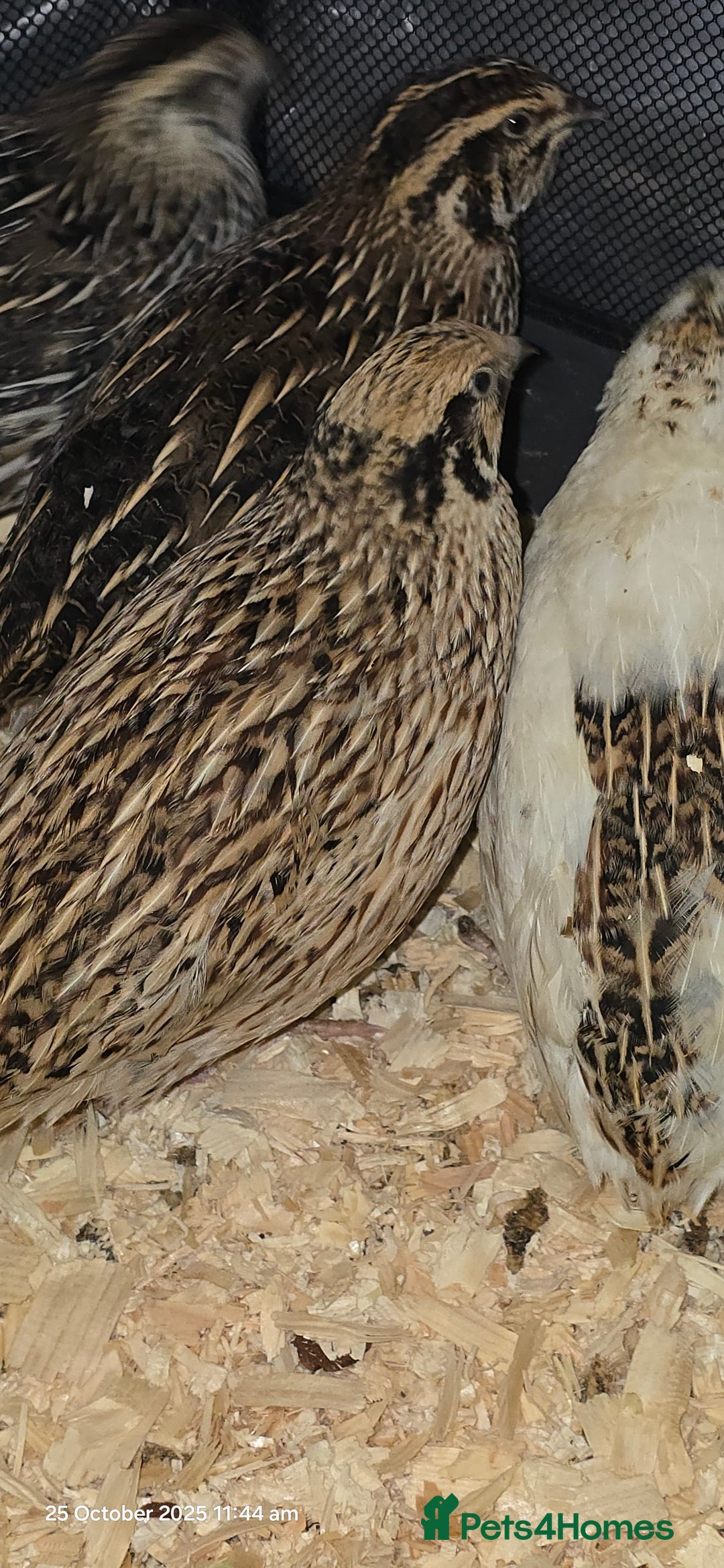 Quail poultry for sale: 🌟 Adult Quails for Sale! 🌟 - Image 2