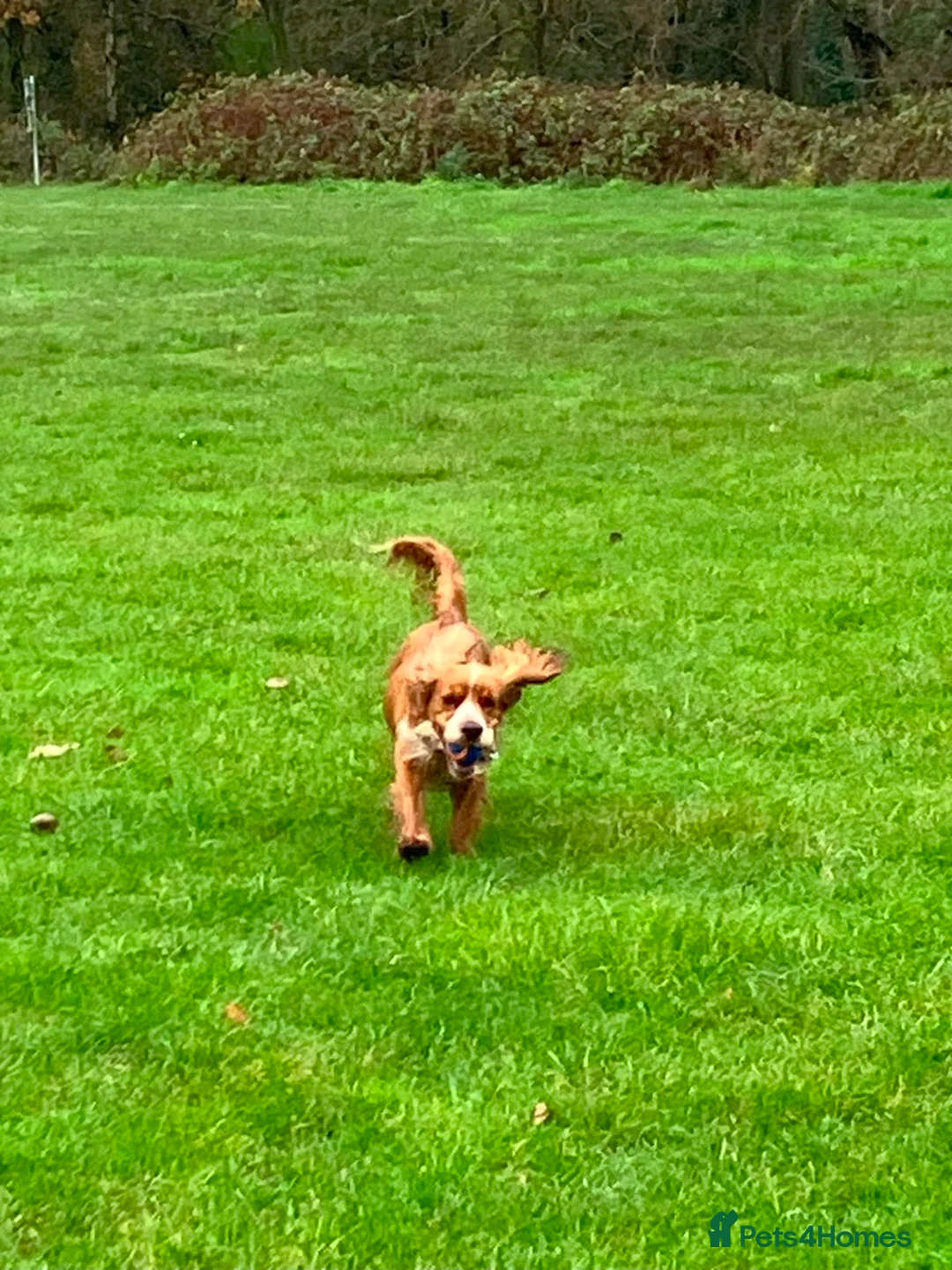 Cocker Spaniel dogs for stud: For Stud only in Reading - Advert 4