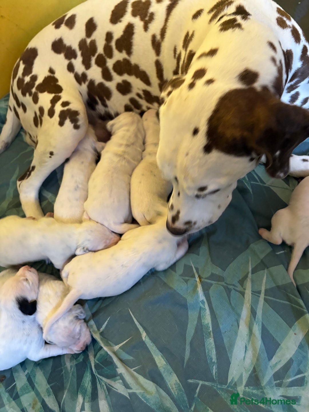 Dalmatian dogs for sale: Gorgeous chunky healthy Dalmatian puppies  - Image 10