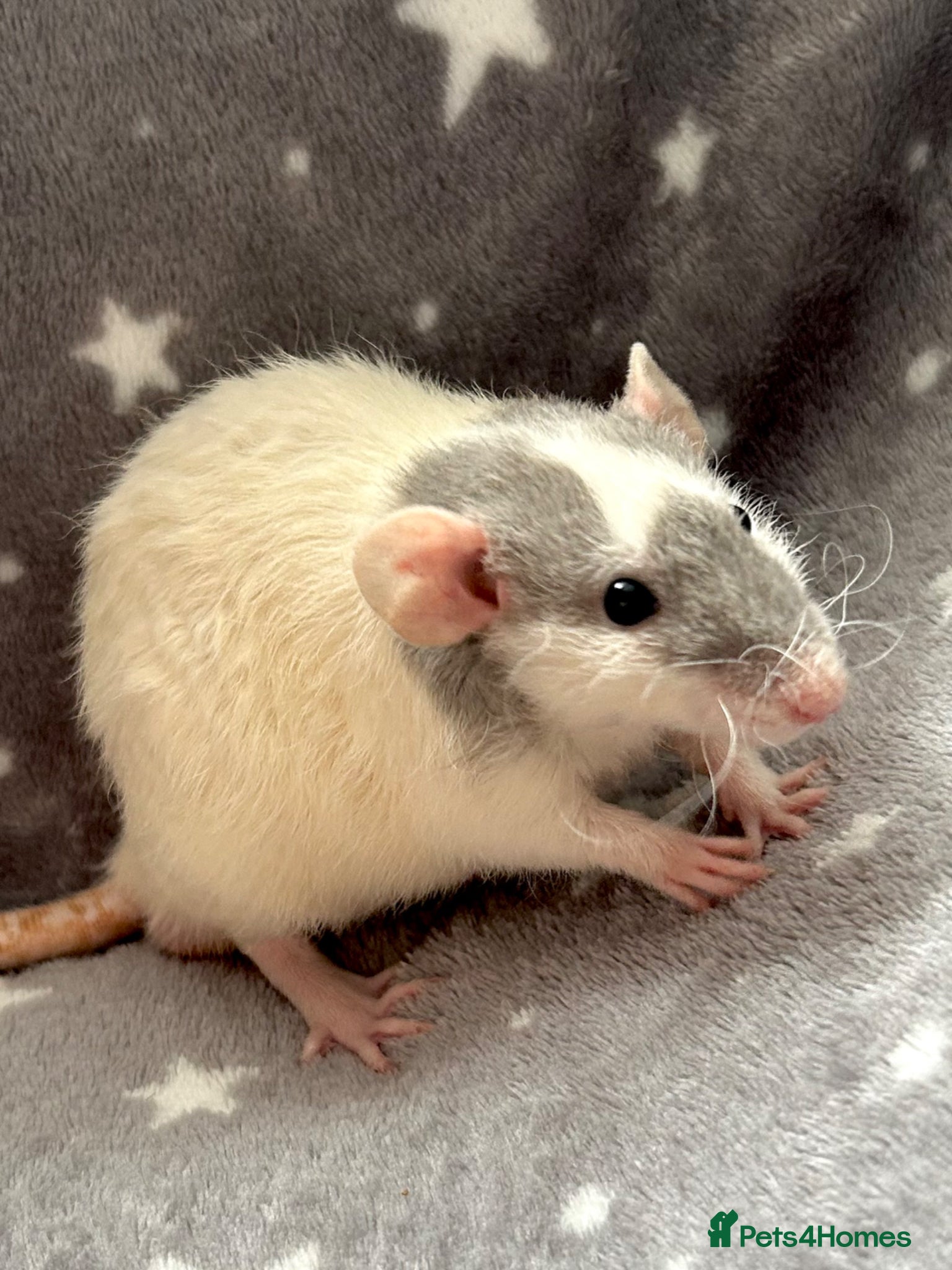 Rat rodents Baby Dumbo Rats Fancy Rats Male  - Advert 2