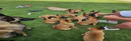 Belgian Shepherd Dog dogs for sale: 2 Belgian Malinois female pups - Advert 5
