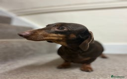Dachshund dogs for sale: 4 year old female Dachshund - Image 4