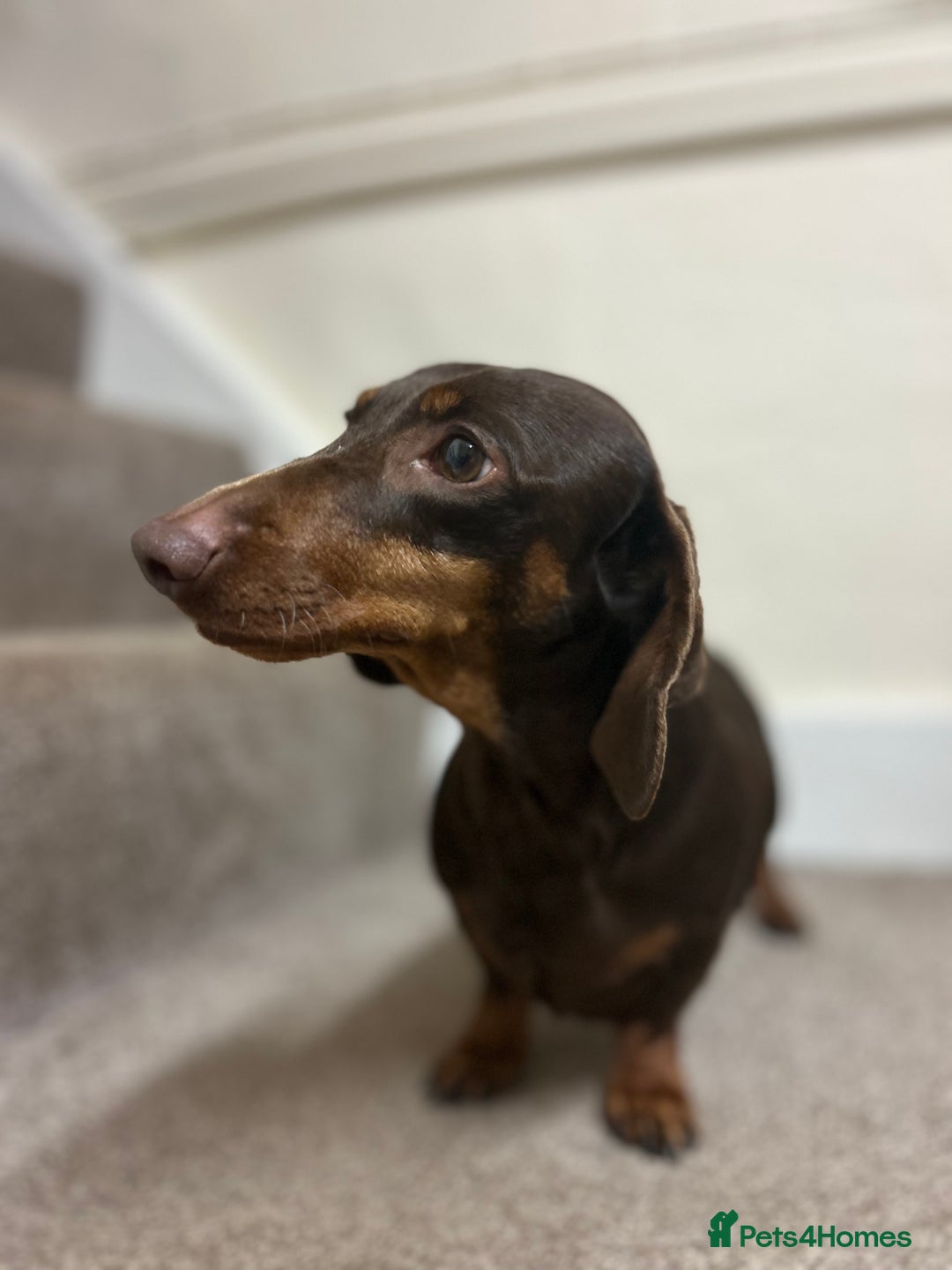 Dachshund dogs for sale: 4 year old female Dachshund - Image 4