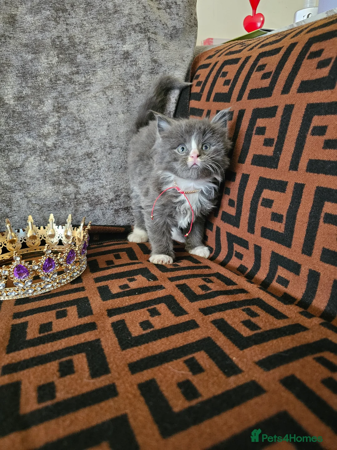 Maine Coon cats for sale: Maine Coon Kittens – Ready After 28th February 🐾 - Advert 9