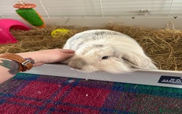 Lionhead rabbits for sale: 1 year old indoor female rabbit - Image 3