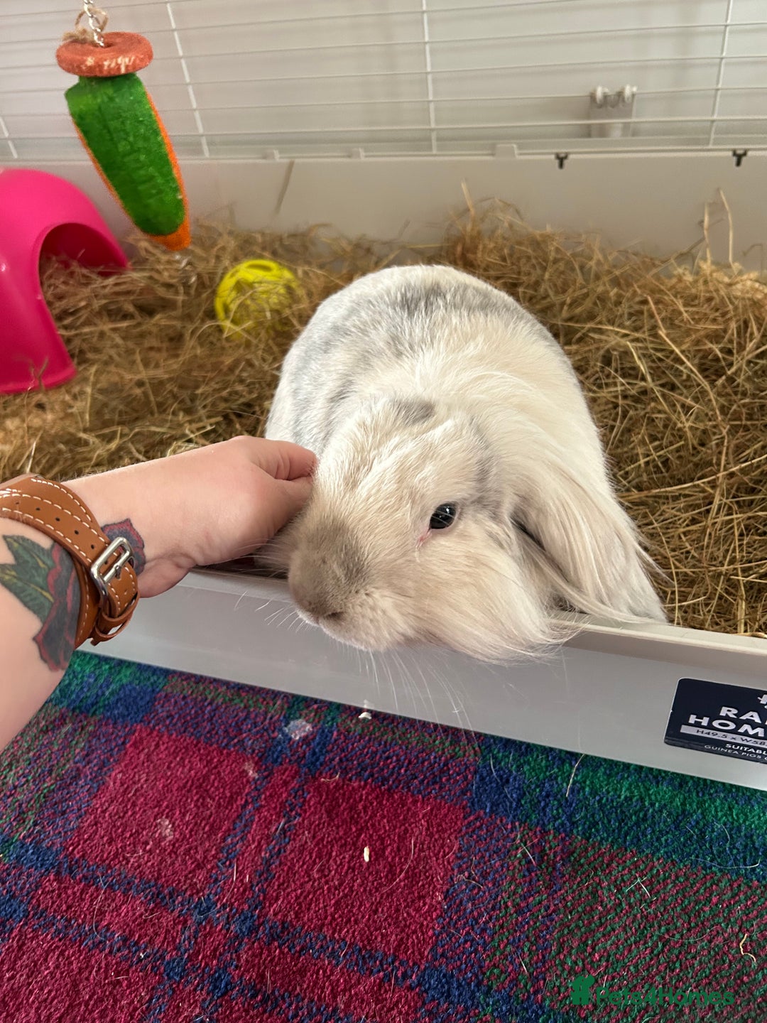 Lionhead rabbits for sale: 1 year old indoor female rabbit - Image 3