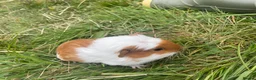 Guinea Pig rodents for sale: Beautiful guinea pigs  - Advert 12
